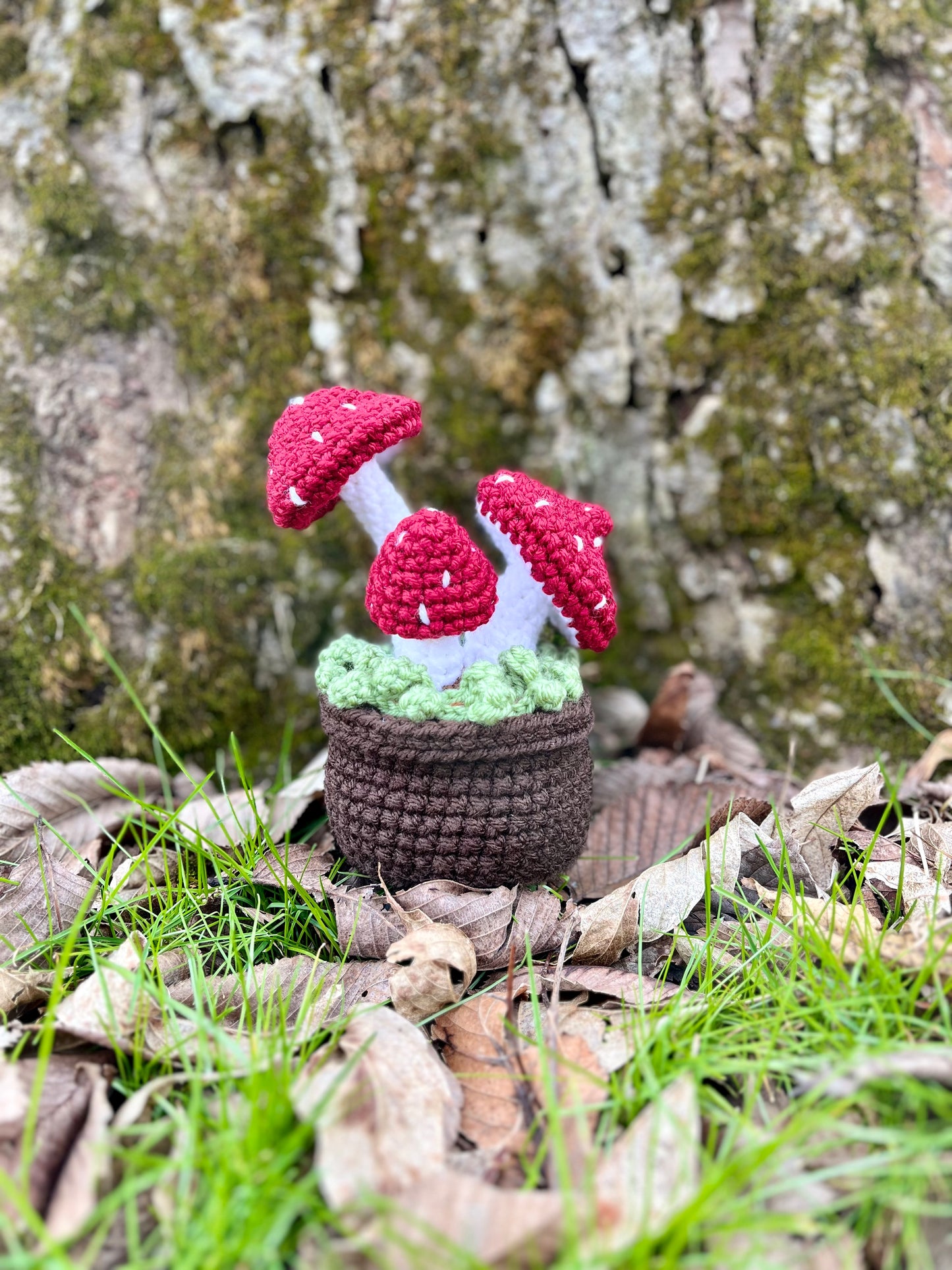 Potted Mossy Mushrooms *MADE TO ORDER