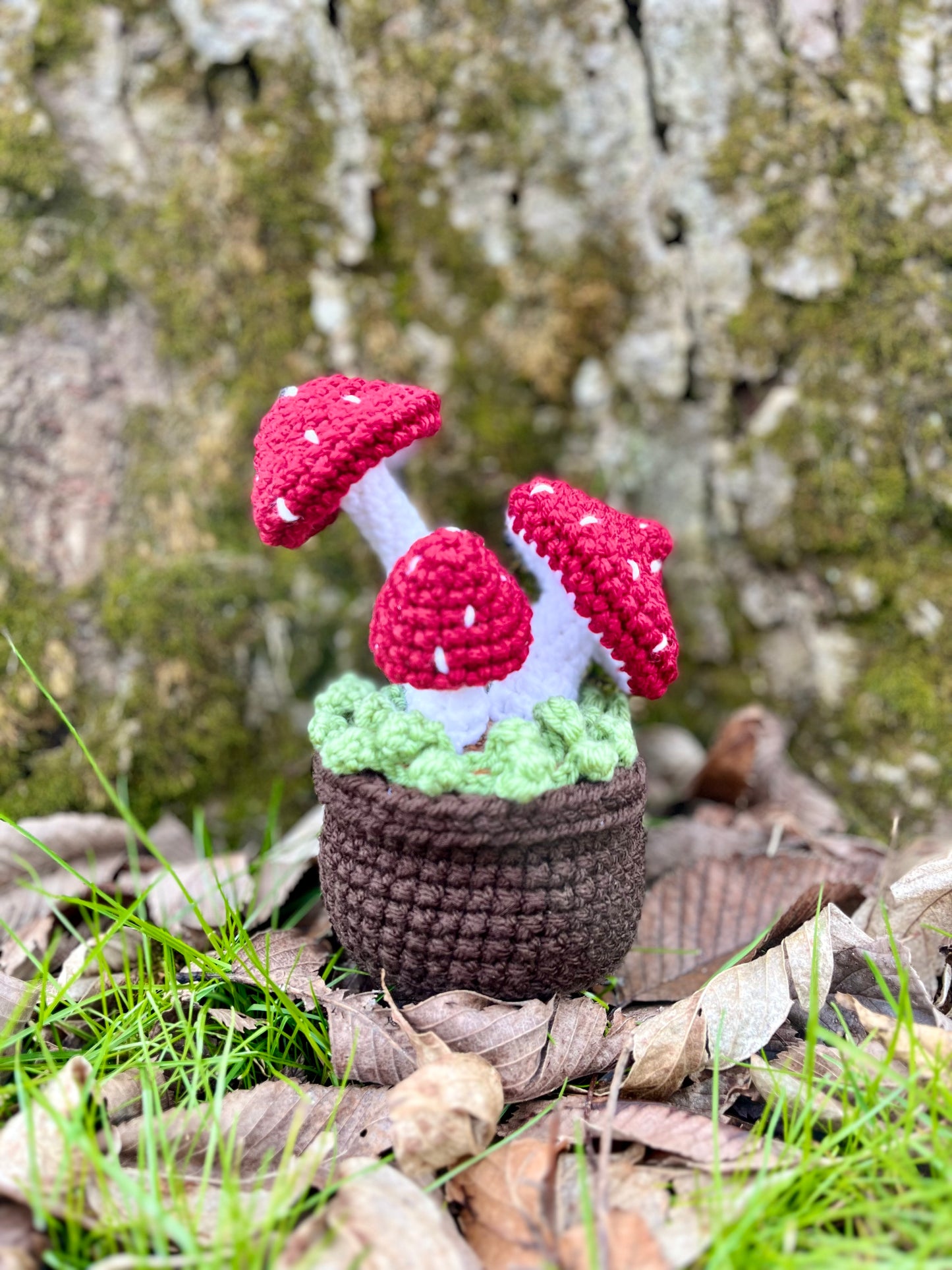 Potted Mossy Mushrooms *MADE TO ORDER