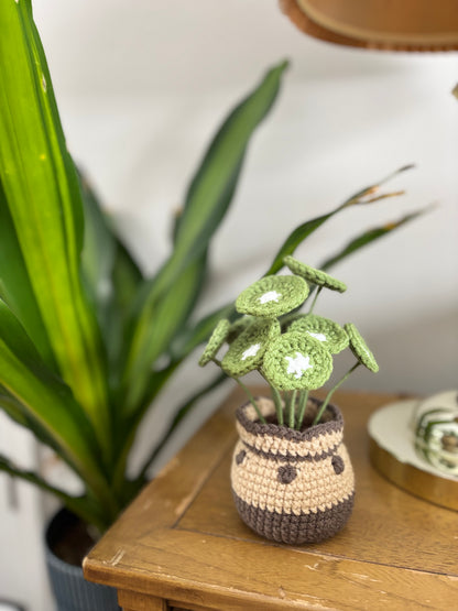 Chinese Money Plant Crochet Pattern